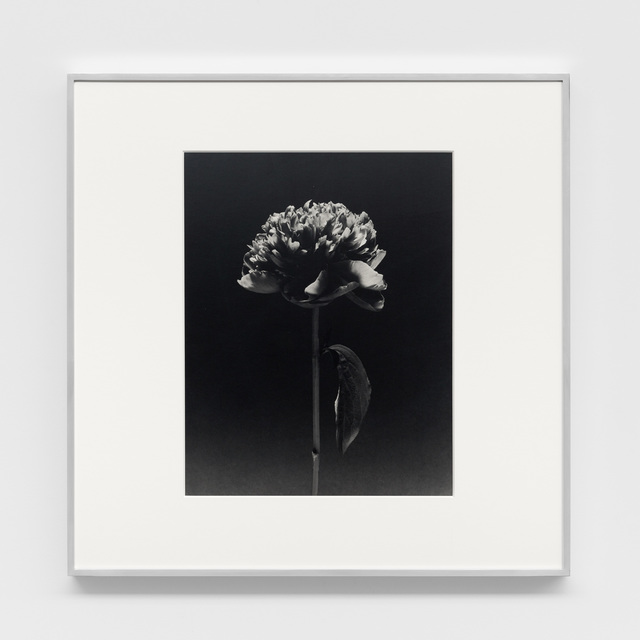 Robert Mapplethorpe, ‘Flower’, 1984, Xavier Hufkens