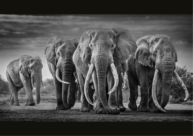 David Yarrow, ‘Squad’, 2019, Hilton Asmus