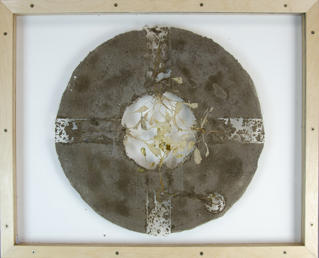 Mel Chin, ‘Revival Field plant and field Study (aka Carulescens Cross)’, 2015, Drawing, Collage or other Work on Paper, Hyperaccumultor Thlaspi carulescens and inorganic material (soil from Pig's Eye Landfill, St. Paul, MN contaminated with Cd cadmium ash) collected from Revival Field site sealed/mounted on glass., Park Place Gallery