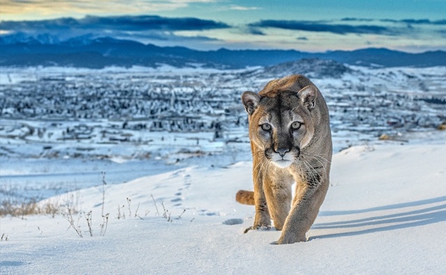 David Yarrow, ‘Frontier Town’, 2020, Photography, Archival Pigment Print, Hilton Asmus