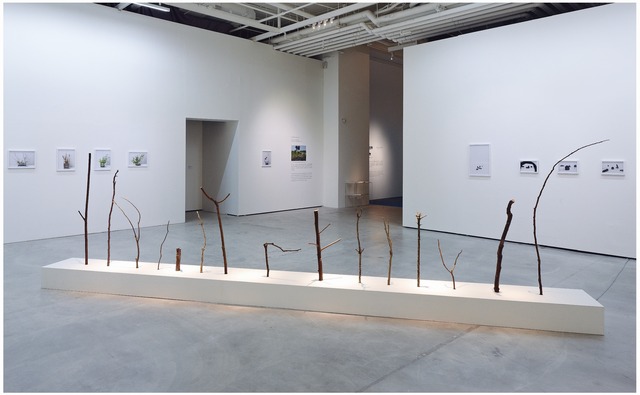 Yahui Wang, ‘A work for a building plot II: I am a branch’, 2012, TKG+