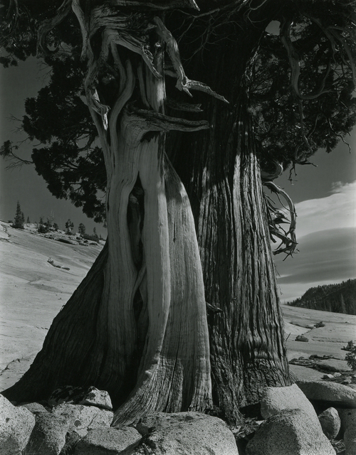 Edward Weston, ‘Juniper/Tenaya Lake’, 1937, Photography, Gelatin Silver, Michael Dawson Gallery