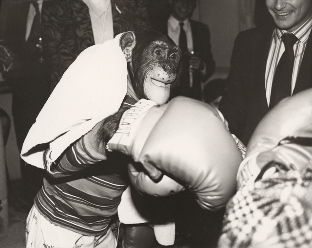 Andy Warhol, ‘Chimpanzee’, ca. 1985, Photography, Unique gelatin print, Christie's Warhol Sale