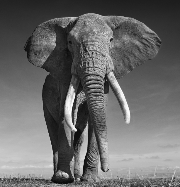 David Yarrow, ‘The Don ’, ca. 2017, Photography, Digital Pigment Print on Archival 315gsm Hahnemuhle Photo Rag Baryta Paper, Isabella Garrucho Fine Art