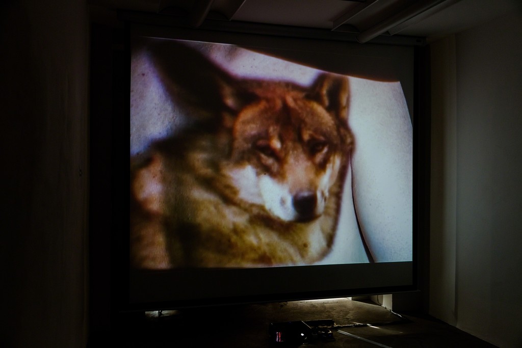 Doris Schmid, "BLINK", 2-channel video installation, 2013 | image: ©dasesszimmer Doris Schmid, "BLINK", 2-channel video installation, 2013 | image: ©dasesszimmer