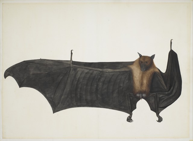 Attributed to Bhawani Das, ‘Great Indian Fruit Bat’, ca. 1777–1782, The Metropolitan Museum of Art