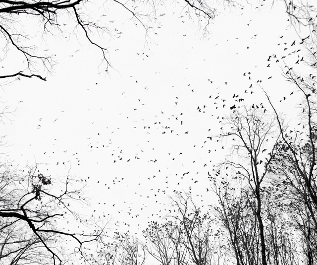 Tamas Dezso, ‘Crows (Near Debrecen, East Hungary, 2009), from the series Notes for an Epilogue’, 2009, The Photographers' Gallery | Print Sales