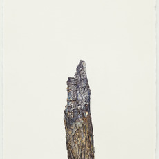 Jane Wilbraham