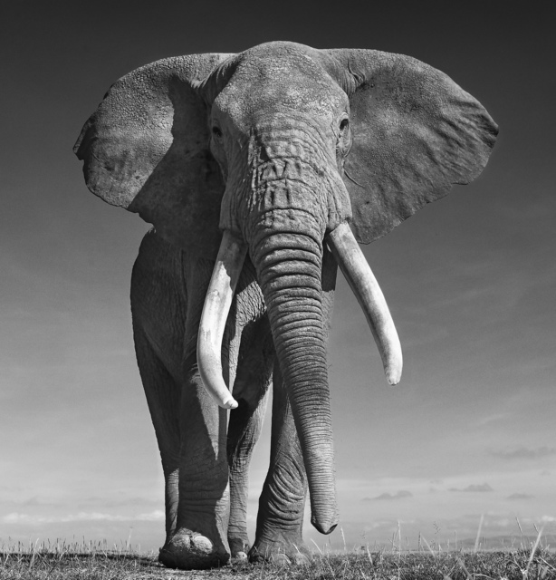 David Yarrow, ‘The Don ’, 2017, Photography, Archival Pigment Print, Maddox Gallery