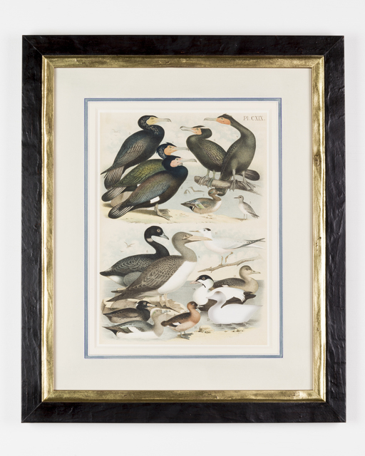 Brandon Ballengée, ‘RIP Labrador Duck: After Theodore Jasper’, 1881/2015, Goya Contemporary/Goya-Girl Press