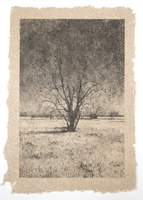 Matthew Brandt, ‘Tree 39’, Tracey Morgan Gallery