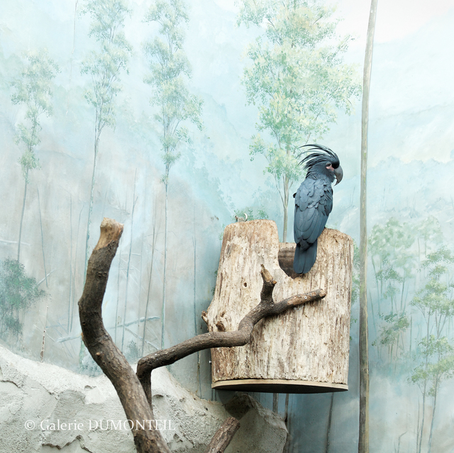 Eric Pillot, ‘Cockatoo and Painted Decor’, 2011, Photography, Pigment ink on fine-art matte paper, pasted on aluminum, Galerie Dumonteil
