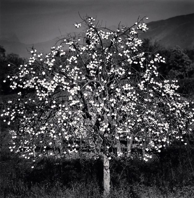 Michael Kenna, ‘Persimmon Tree, Sulmona, Abruzzo, Italy’, 2015, Photography, Silver Gelatin Print, Weston Gallery
