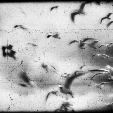 Damien Daufresne