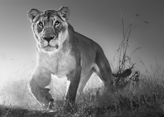David Yarrow, ‘Dawn Run’, 2017, Photography, Archival Pigment Print, Maddox Gallery