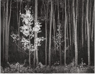 Aspens, Northern New Mexico