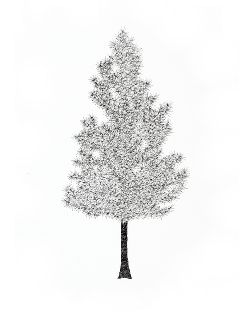 John Salvest, ‘Narrowleaf Cottonwood ’, 2019, David Lusk Gallery