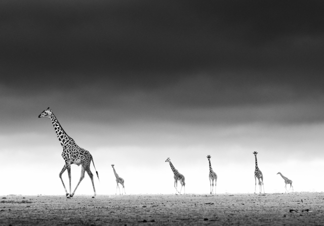 David Yarrow, ‘High, Amboseli, Kenya’, 2013, Holden Luntz Gallery