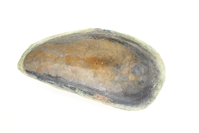 Ming Fay 費明杰, ‘Shell of Mussel’, 1983, Sapar Contemporary