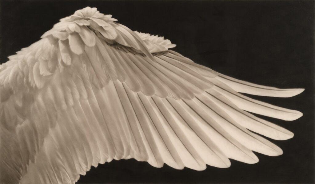 Robert Longo - Study of Swan's Wing (Right)