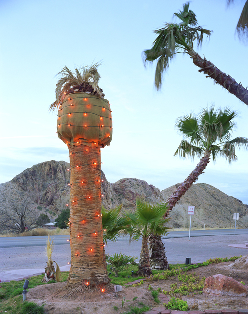 Karen Halverson, ‘Palm’, 2000, Robert Klein Gallery