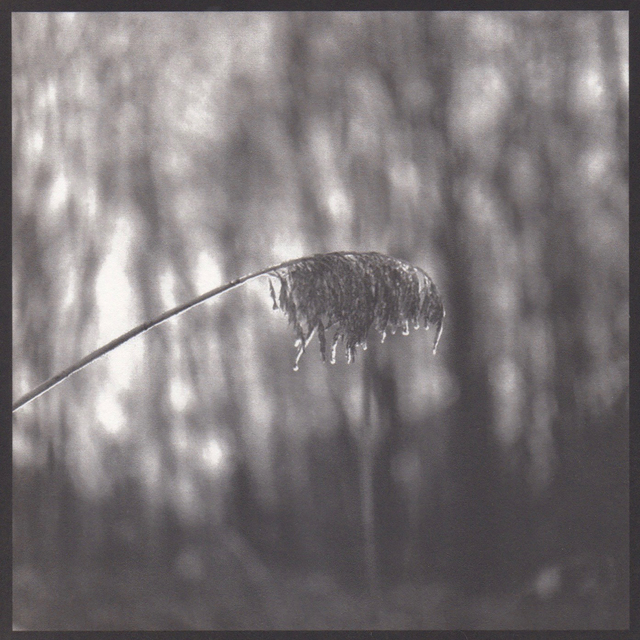 Denise Oehl, ‘Weeping Weed’, 2018, John Davis Gallery