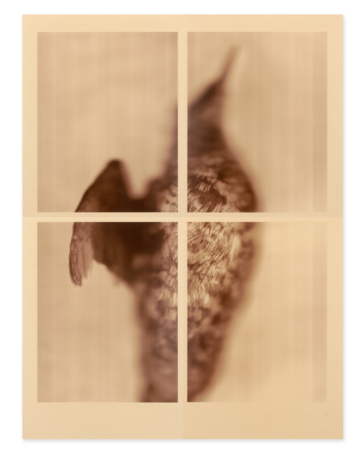 Ann Hamilton, ‘ Pigeon Guillemot (Sepia)’, 2017, Gemini G.E.L. at Joni Moisant Weyl