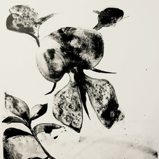 Claudia Husband