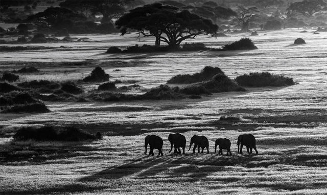 David Yarrow, ‘Dawn Commute’, 2014, Photography, Archival Pigment Print, Hilton Asmus