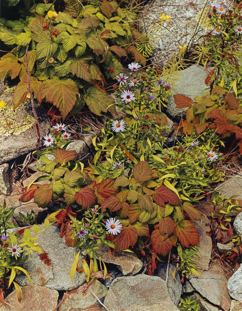 Eliot Porter, ‘Bracken and Hawkweed, Michigan’, 1973, Photography, Dye transfer print, Jackson Fine Art