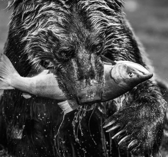 David Yarrow, ‘Primeval’, 2017, Maddox Gallery