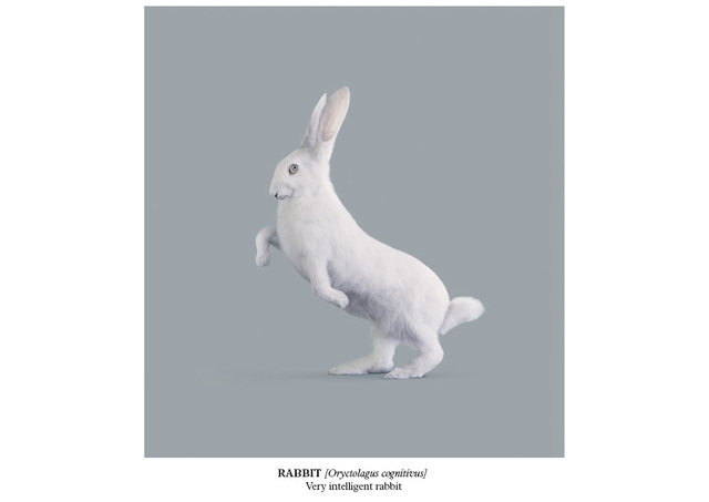Vincent Fournier Rabbit Oryctolagus Cognitivus 2015 Available For Sale Artsy