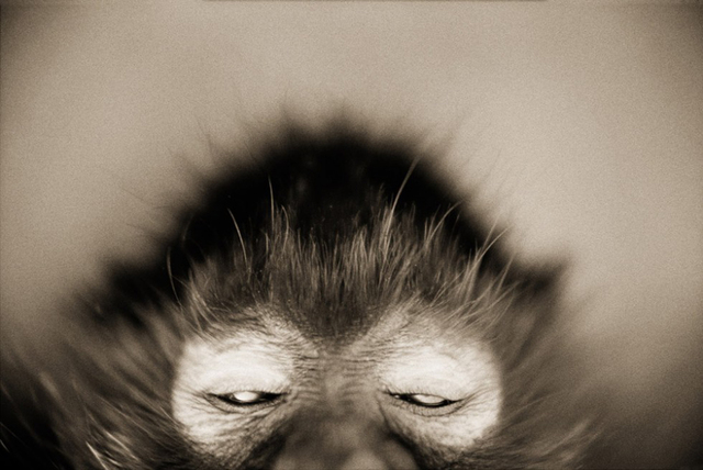 Henry Horenstein, ‘White-cheeked Spider Monkey (Ateles marginatus)’, ca. 1995-2001, ClampArt