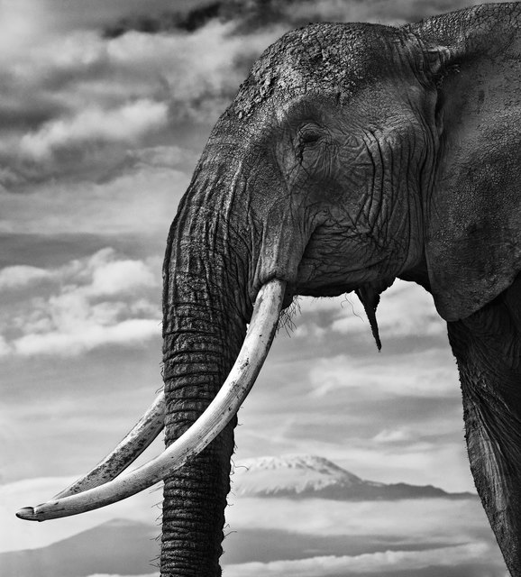 David Yarrow, ‘Snow Patrol ’, ca. 2014, Photography, Digital Pigment Print on Archival 315gsm Hahnemuhle Photo Rag Baryta Paper, Isabella Garrucho Fine Art