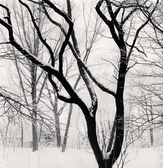 Michael Kenna, ‘Kawayu Forest, Study 3, Hokkaido, Japan’, 2014, G. Gibson Gallery
