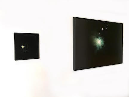 Installation image of Bloom & Evermore in Amanda Marchand: Night Garden. Installation image of Bloom & Evermore in Amanda Marchand: Night Garden.
