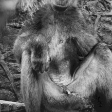 Leonard Pongo