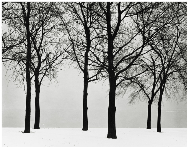 Harry Callahan, ‘Chicago, Trees in Snow’, 1950, Jackson Fine Art