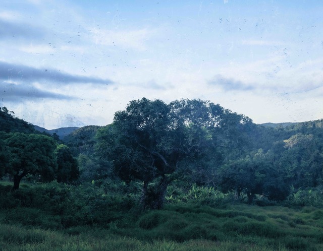 Shawn Theodore, ‘Atop Blue Mountain Jamaica’, 2019, Photography, Archival Pigment Print on Hahnemühle Rag Paper, Paradigm Gallery + Studio