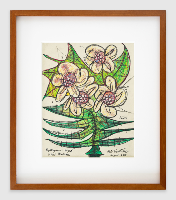 Rob Ventura, ‘Hyoscyamus niger’, 2018, PROTO Gallery