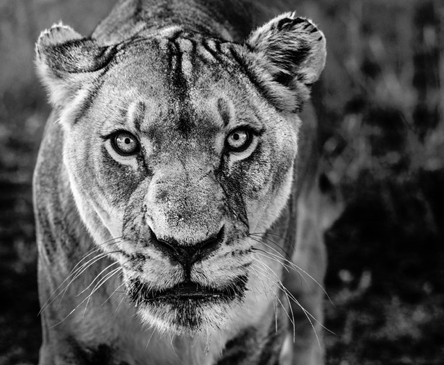 David Yarrow, ‘NALA’, 2019, Photography, Archival Pigment Print, Hilton Asmus