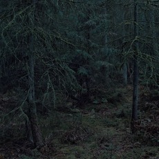 Michael Lange