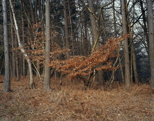 Leon Steele, ‘Heath #3’, 2010, Photography, Chromogenic Print, Wren London