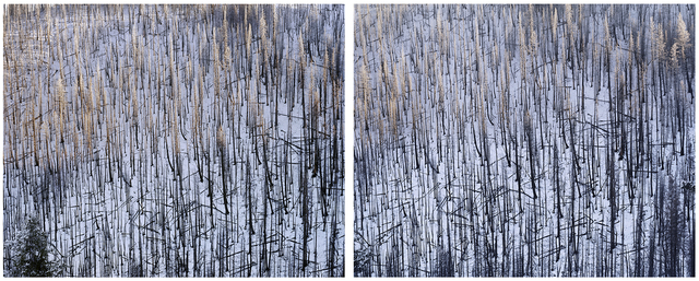 Laura McPhee, ‘Dollarhide Mountain, Above Warm Springs Creek, Blaine County, ID (Diptych) 1/5’, Photography, Archival pigment print, Gail Severn Gallery