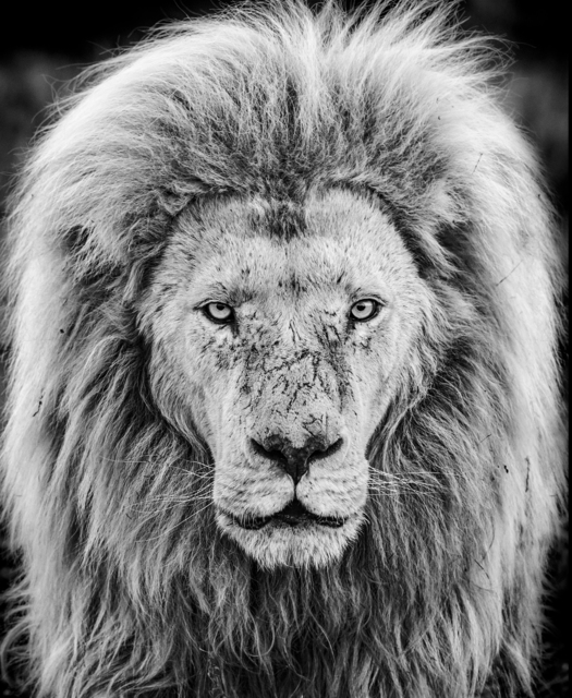 David Yarrow, ‘Gandalf’, 2019, Isabella Garrucho Fine Art