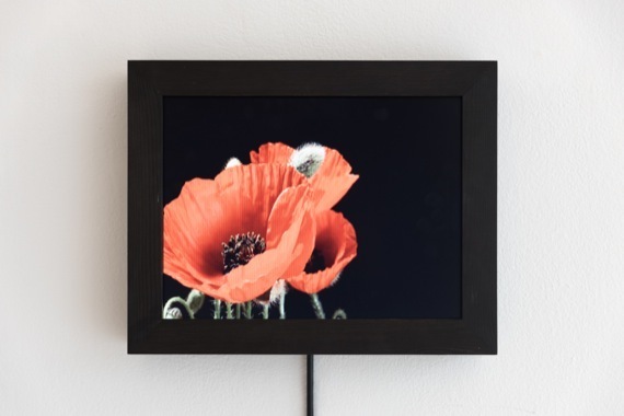 Eva Koch, ‘Red Poppy #1’, 2015, Martin Asbæk Gallery
