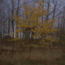 Steve Macleod