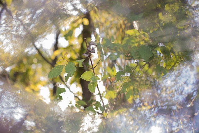 Randee Lynn Pollarine, ‘Fall Reflection’, 2017, Cerbera Gallery