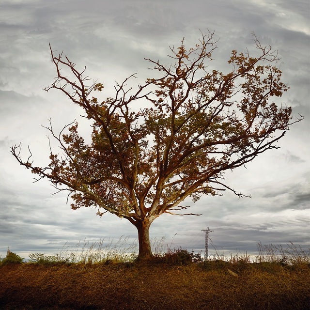 Ellen Kooi, ‘Galicie – eik (oak)’, 2019, Photography, Hahnemühle Fine Art Photo Rag print, inner mat, wooden frame, Galerie Les filles du calvaire