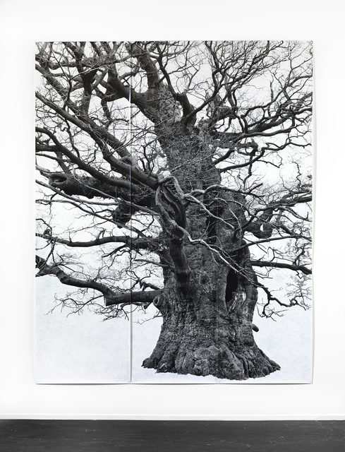 Tacita Dean, ‘Majesty (Portrait)’, 2007, Fondation Louis Vuitton